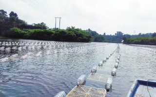 科技苑养蚌 2018年，广西男子养了5000多头牛却不卖，靠牛粪年入上亿元