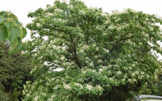 油桐栽培技术 冬季栽油桐 注意技术要点