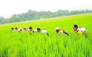 国家现代农业技术体系 设施种植业集约化生产：现代农业体系构建与政策驱动下的技术革新