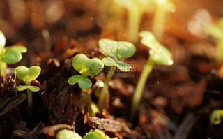 孵化幼苗技术 10条零失败繁殖技巧，轻松孵化小鱼苗
