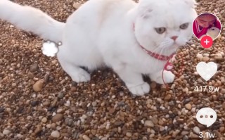 宠物图文短视频制作 抖音 AI 动物视频制作全教程：让大橘猫和金毛成为故事主角