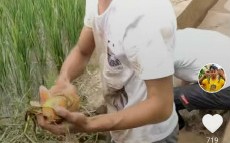 短视频制作采摘方法 农村大爷拍摸鱼教程，抽象视频火了，背后藏着啥秘密？