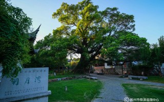 上海亦樟科技 一棵古樟树，树龄上千年，树枝被撞断，该赔多少钱26万