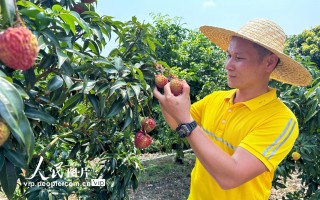 荔枝如何制作短视频 火山荔枝“走向”世界 离不开这位新农人的“秘密武器”