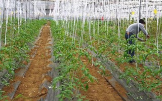 定植技术 番茄种植的三大关键技术：定植，控旺与整枝