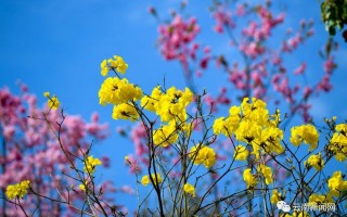 剪辑版短视频花开 青云大桥最美的的时刻 风铃花开，夕阳大桥。 #手机拍摄剪辑